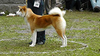 Akita Club e. V. Winner 2012 and Akita Cup Italy 2012