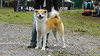 Akita Club e. V. Winner 2012 and Akita Cup Italy 2012