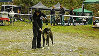 Akita Club e. V. Winner 2012 and Akita Cup Italy 2012