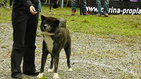 Akita Club e. V. Winner 2012 and Akita Cup Italy 2012