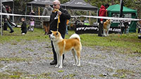 Akita Club e. V. Winner 2012 and Akita Cup Italy 2012