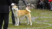 Akita Club e. V. Winner 2012 and Akita Cup Italy 2012