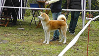 Akita Club e. V. Winner 2012 and Akita Cup Italy 2012