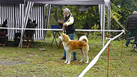 Akita Club e. V. Winner 2012 and Akita Cup Italy 2012