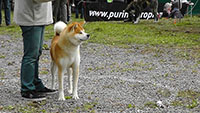 Akita Club e. V. Winner 2012 and Akita Cup Italy 2012