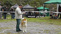 Akita Club e. V. Winner 2012 and Akita Cup Italy 2012