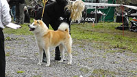 Akita Club e. V. Winner 2012 and Akita Cup Italy 2012