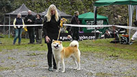 Akita Club e. V. Winner 2012 and Akita Cup Italy 2012