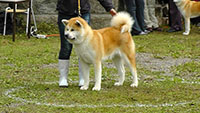 Akita Club e. V. Winner 2012 and Akita Cup Italy 2012