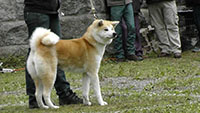 Akita Club e. V. Winner 2012 and Akita Cup Italy 2012