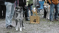 Akita Club e. V. Winner 2012 and Akita Cup Italy 2012