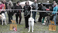 Akita Club e. V. Winner 2012 and Akita Cup Italy 2012