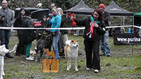 Akita Club e. V. Winner 2012 and Akita Cup Italy 2012