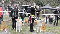 Akita Club e. V. Winner 2012 and Akita Cup Italy 2012