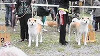 Akita Club e. V. Winner 2012 and Akita Cup Italy 2012