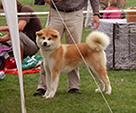 Akita inu FUUKI GO Byu-Ti-Sawa
