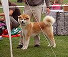 Akita inu FUUKI GO Byu-Ti-Sawa