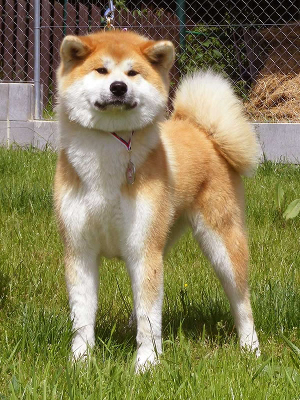 Akita inu FUUKI GO Byu-Ti-Sawa