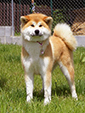 Akita inu FUUKI GO Byu-Ti-Sawa