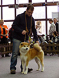 Akita inu FUUKI GO Byu-Ti-Sawa