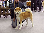 Akita inu FUUKI GO Byu-Ti-Sawa