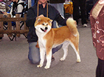 Akita inu FUUKI GO Byu-Ti-Sawa