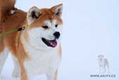 Akita inu HARU GO Shirakami Kensha