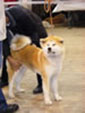 Akita inu - 1. Vereinssieger-Ausstelung “Japan Akita e.V.”