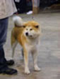 Akita inu - 1. Vereinssieger-Ausstelung “Japan Akita e.V.”