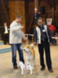 Akita inu - 1. Vereinssieger-Ausstelung “Japan Akita e.V.”