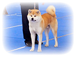 Akita inu KOTOFUJI GO di Casa Saporito