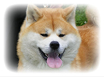 Akita inu KOTOFUJI GO di Casa Saporito