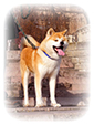 Akita inu KOTOFUJI GO di Casa Saporito