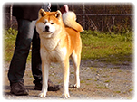 Akita inu KOTOFUJI GO di Casa Saporito