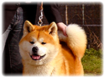 Akita inu KOTOFUJI GO di Casa Saporito