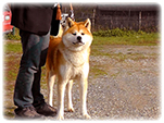 Akita inu KOTOFUJI GO di Casa Saporito