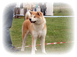 Akita inu NABUKO Roal