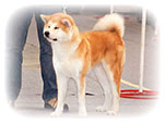 Akita inu NABUKO Roal