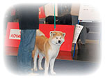 Akita inu NABUKO Roal