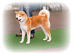 Akita inu NABUKO Roal