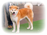 Akita inu NABUKO Roal