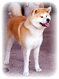 Akita inu NABUKO Roal