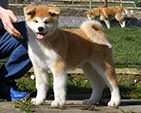 Akita inu SANGO GO Zero-Sen-Ken