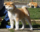 Akita inu SANGO GO Zero-Sen-Ken