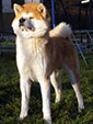 Akita inu SANGO GO Zero-Sen-Ken