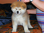 Akita inu Vrh B