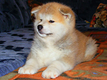 Akita inu Vrh B