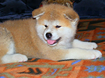 Akita inu Vrh B