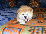 Akita inu Vrh B