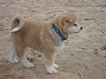 Akita inu Vrh B